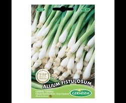 germisem grove bieslook (allium fistulosum) 