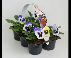 viooltjes grootbloemig wit/paars met oog (6sts)
