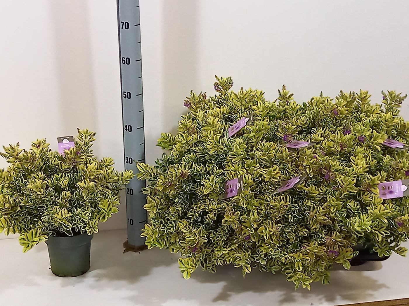 hebe andersonii 'variegata' - Tuincentrum Pelckmans