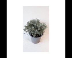 helichrysum italicum kerrieplant