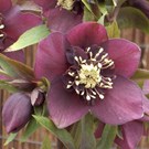 helleborus-orientalis-pretty-ellen-purple-