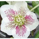 helleborus-orientalis-pretty-ellen-white-spotted-