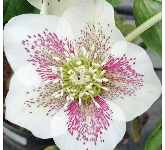 helleborus-orientalis-pretty-ellen-white-spotted-