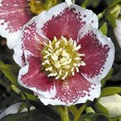 helleborus-orientalis-white-lady-spotted-
