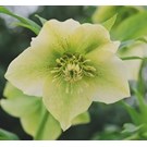 helleborus-orientalis-yellow-lady-