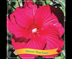 hibiscus moscheutos 