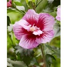 hibiscus-syriacus-flower-tower-purple-