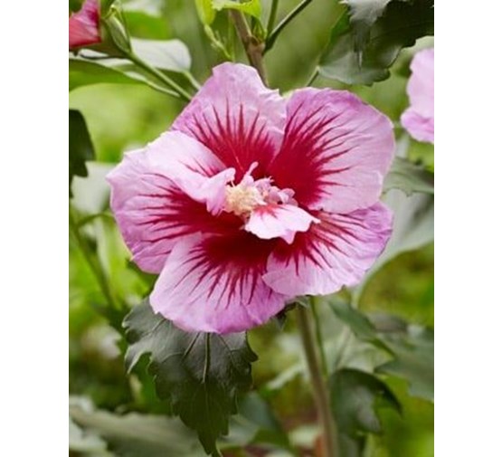 hibiscus-syriacus-flower-tower-purple-