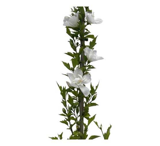 hibiscus-syriacus-flower-tower-white-