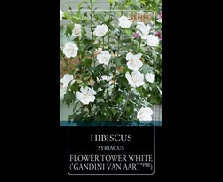 hibiscus syriacus 