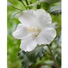 hibiscus-syriacus-flower-tower-white-