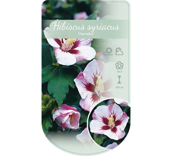 hibiscus-syriacus-hamabo-