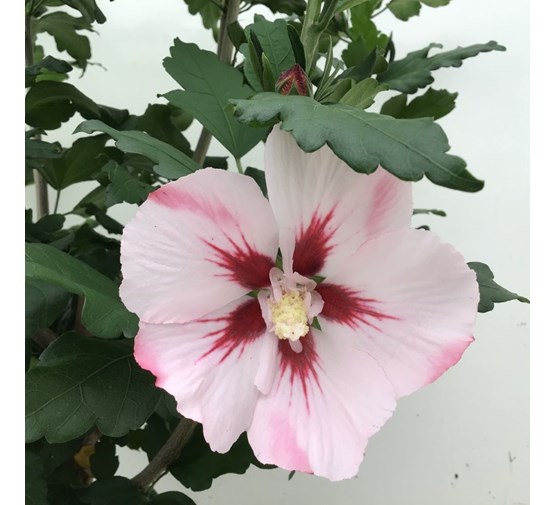 hibiscus-syriacus-hamabo-