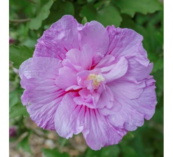 hibiscus-syriacus-lavender-chiffon-