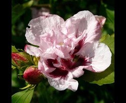 hibiscus syriacus 
