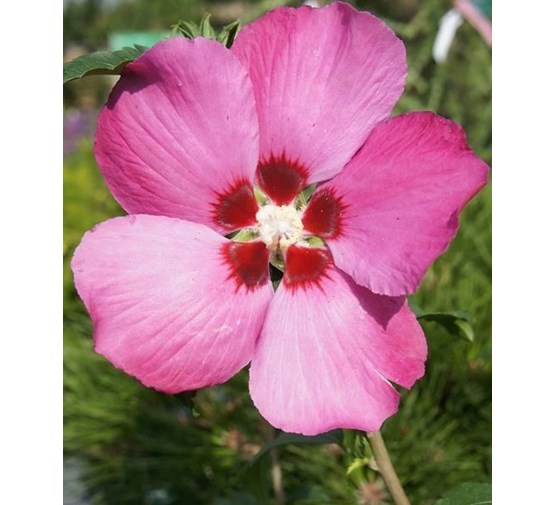 hibiscus-syriacus-pink-giant-