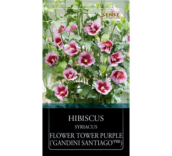 hibiscus-syriacus-purple-pillar-