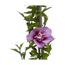hibiscus-syriacus-purple-pillar-