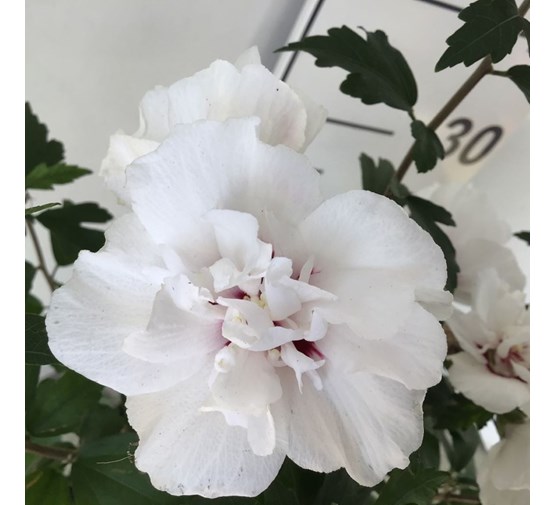 hibiscus-syriacus-speciosus-