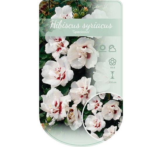 hibiscus-syriacus-speciosus-