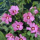hibiscus-syriacus-woodbridge-
