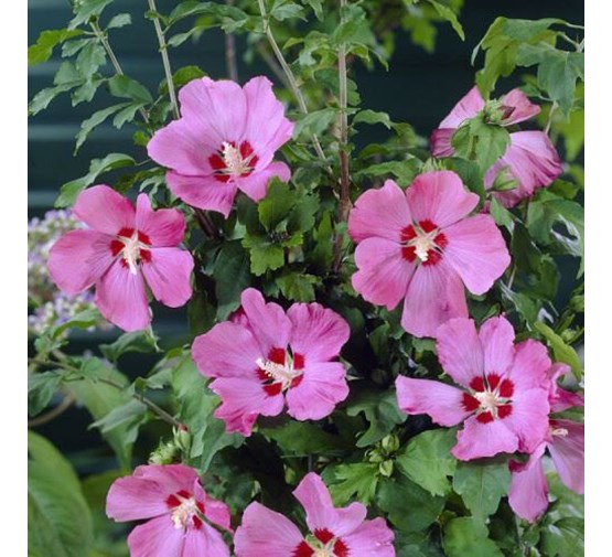 hibiscus-syriacus-woodbridge-