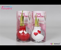 hippeastrum of amaryllis waxz® Valentijn rood/wit met hartjes in koker 