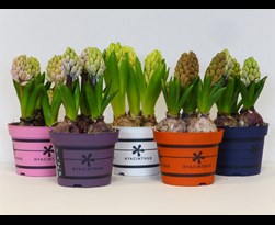 hyacint gemengd (3 bollen/pot)