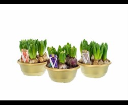 hyacint gemengd