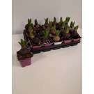 hyacint-gemengd-4
