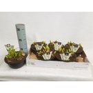 hyacint-multiflora-3