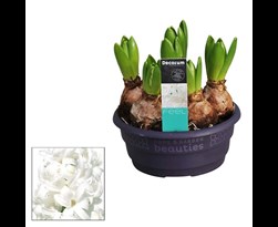 hyacint 