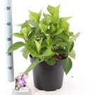 hydrangea-macrophylla-mariesii-perfecta-