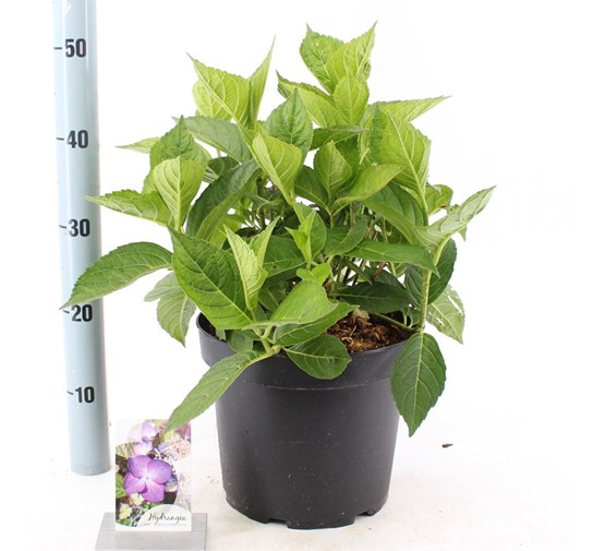 hydrangea-macrophylla-mariesii-perfecta-