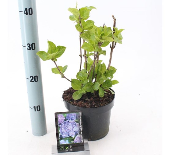 hydrangea-macrophylla-renate-steiniger-