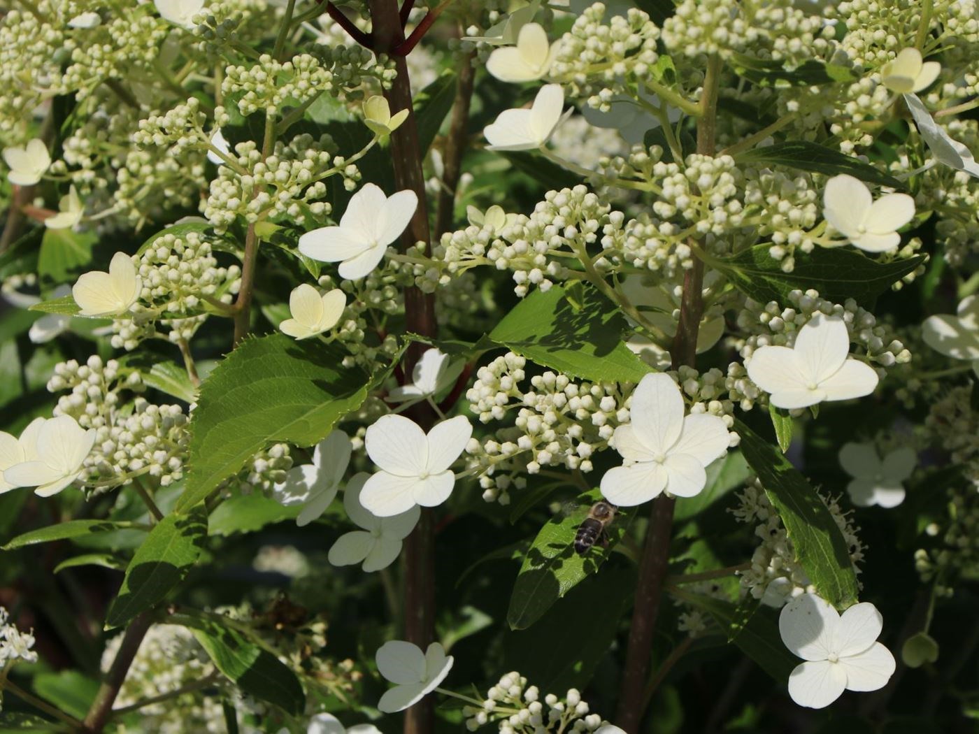 hydrangea paniculata 'butterfly' - Tuincentrum Pelckmans