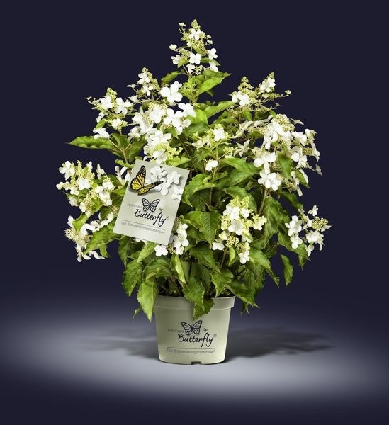 hydrangea paniculata 'butterfly' - Tuincentrum Pelckmans