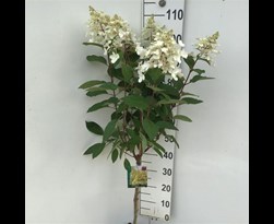hydrangea paniculata 