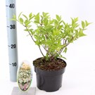 hydrangea-paniculata-confetti-