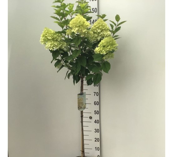 hydrangea-paniculata-limelight-