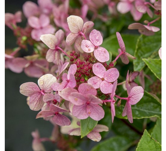 Hydrangea Switch hydrangea paniculata 'switch ophelia'® - Tuincentrum Pelckmans