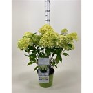 hydrangea-paniculata-white-light-