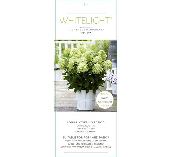 hydrangea-paniculata-white-light-