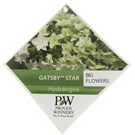 hydrangea-quercifolia-gatsby-star-