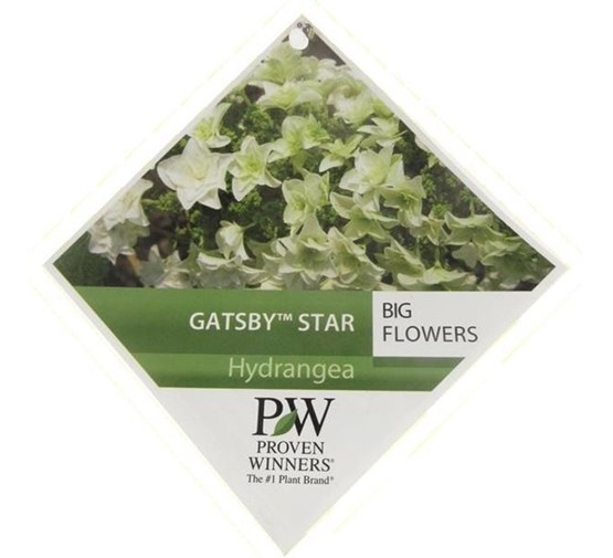 hydrangea-quercifolia-gatsby-star-