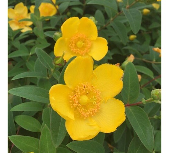 hypericum 'hidcote' Tuincentrum Pelckmans