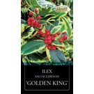 ilex-altaclerensis-golden-king-