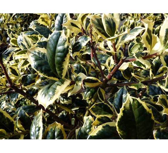 ilex-aquifolium-golden-van-tol-