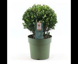 Plants By Frank - 6x Ilex Crenata Jenny - Haagplanten - Pot 7 Cm Plants By Frank - 6x Ilex Crenata Jenny - Haagplanten - Pot 7 Cm