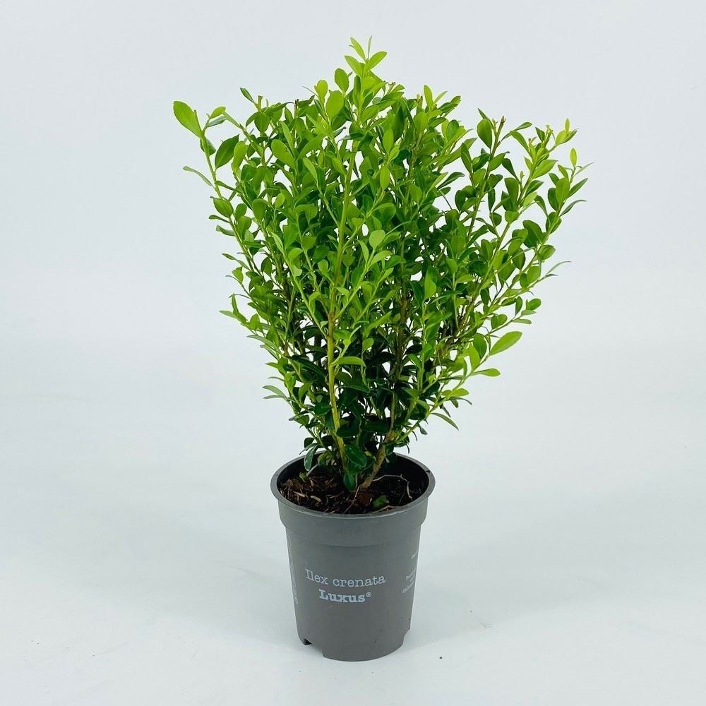Ilex Crenata luxus Hedge Tuincentrum Pelckmans ilex-crenata-luxus-hedge-tuincentrum-pelckmans
